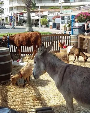 Le Noël Gourmand : La mini ferme pédagogique, balades à poney et à dos d’âne