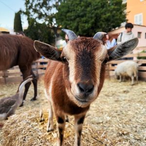 Petite ferme de Noël