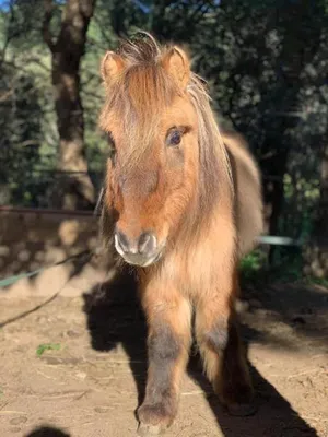Les Jeux d’Automne: baptême de poney