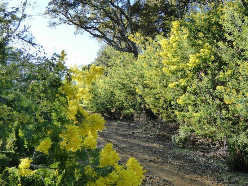 Promenade-découverte : le mimosa, or jaune de la côte d’azur
