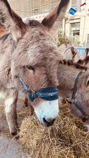 Avril en Famille: balade à dos d&rsquo;ânes