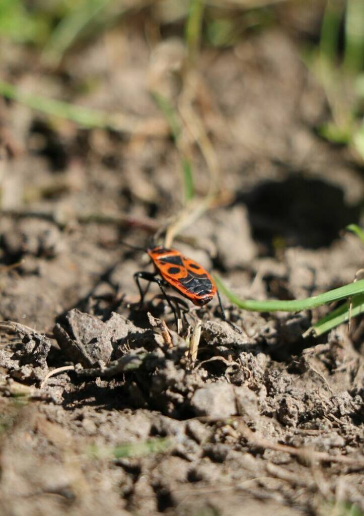 Fête de la nature : Révélez la vie insoupçonnée des sols