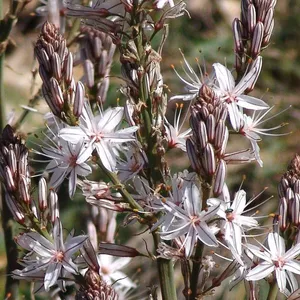 Balade nature avec Denis HUIN – Floraison printanière