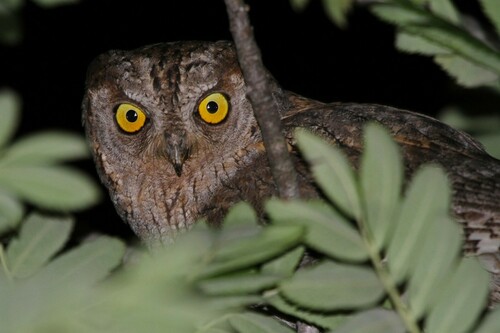 A l&rsquo;écoute du Petit-duc à Ramatuelle