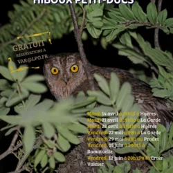 Sortie nature : Hibou petit-Duc