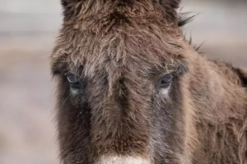 Fête de l&rsquo;Âne