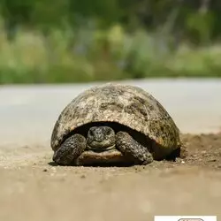 Fête de la nature : Atelier tortues de terre et insectes