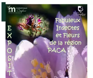 Exposition « Fabuleux Insectes et Fleurs de la région PACA »