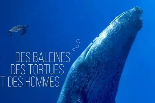 Projection “Des baleines, des tortues et des hommes”
