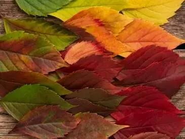 Color’conférence : palette sauvage aux couleurs du massif des maures